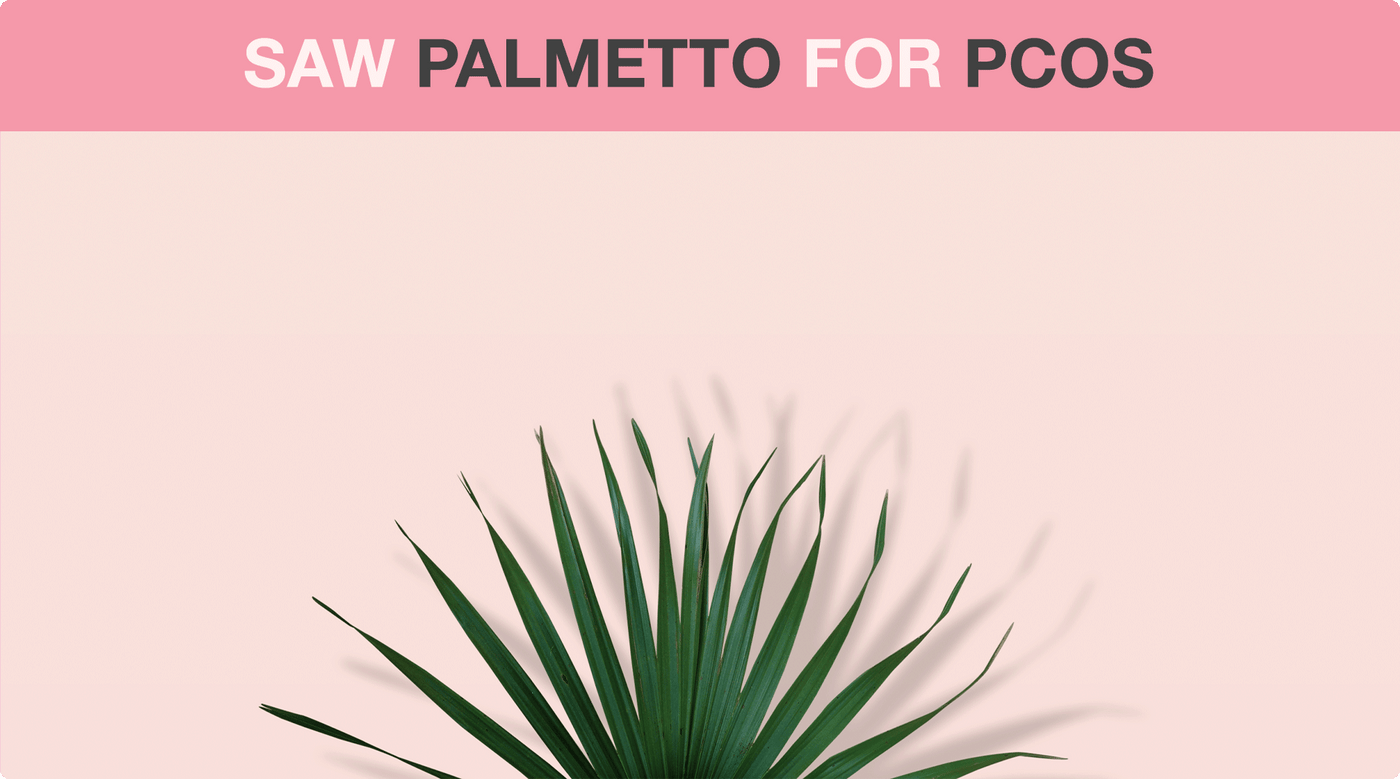 Saw Palmetto